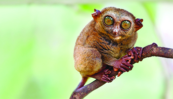 A tarsier from "When Nature Calls With Helen Mirren"