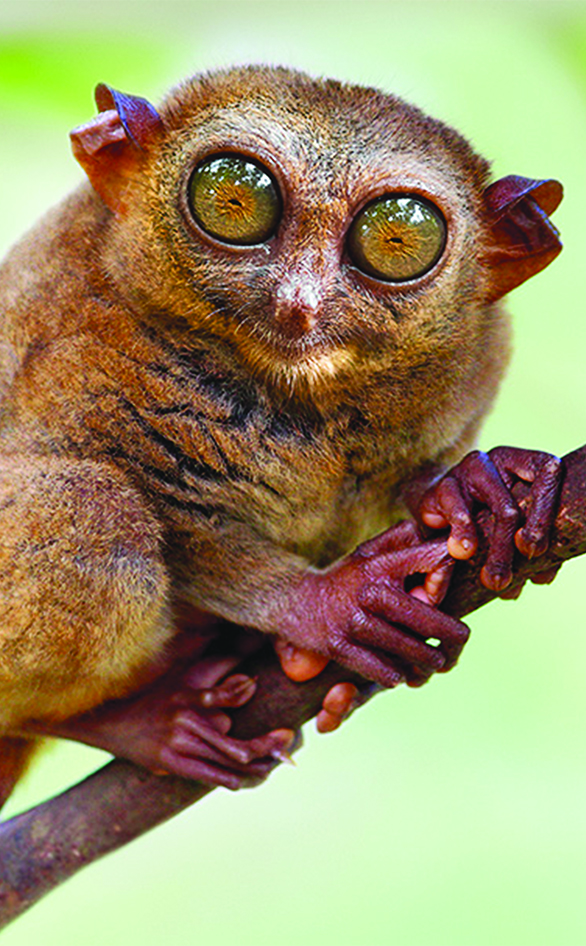 A tarsier from "When Nature Calls With Helen Mirren"