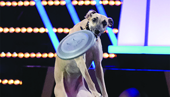 A dog competing in "World Pet Games"