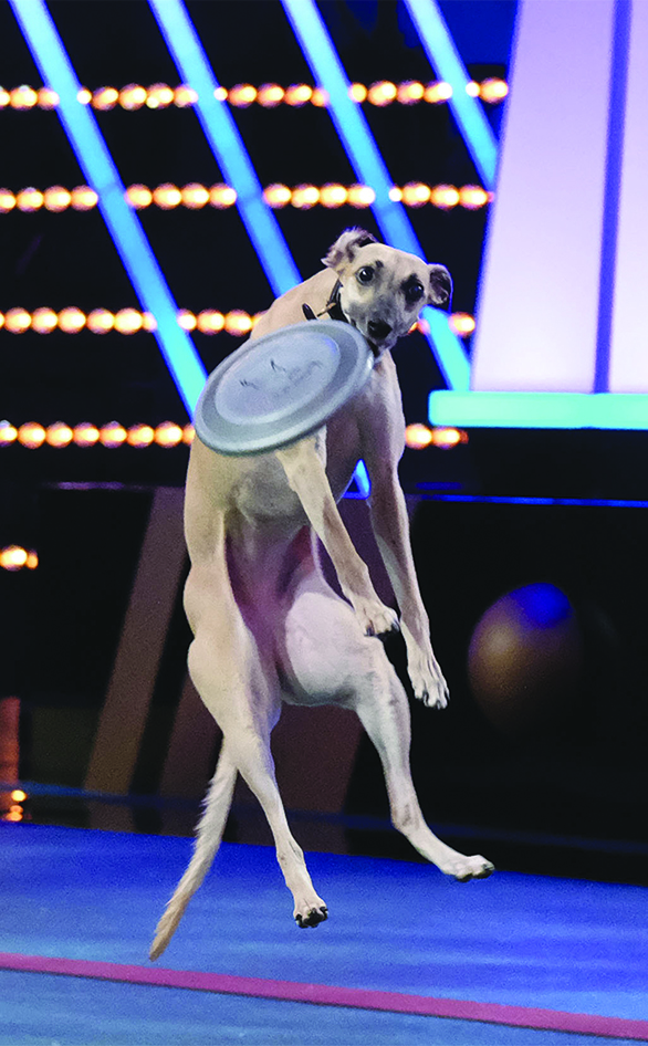 A dog competing in "World Pet Games"