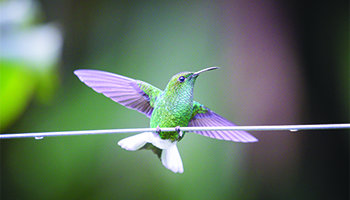 A hummingbird, as seen in "Nature"