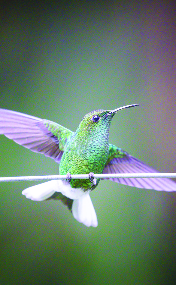 A hummingbird, as seen in "Nature"